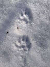 The fisher cats have been playing together for one year now. Fisher Cat Tracks