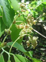 Image result for Monodora minor