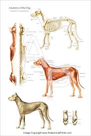 Dog Muscular And Skeletal Chart