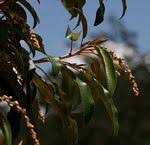 Image result for Croton steenkampianus