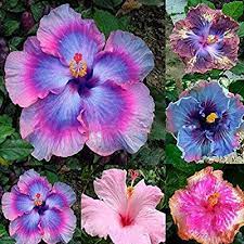 Amazon Com Hibiscus Flowers Seeds 100pcs Rare Rainbow Color Potted Garden Plant Flower Seed Garden Outdoor Rare Flowers Flower Seeds Purple Hibiscus