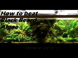 Black Furry Algae In Fish Tank How To Beat Control Black Beard Algae In Planted Tanks Controlling Algae Youtube Black Beards Beard Fish Tank