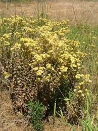Image result for Helichrysum foetidum