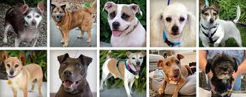 Adoptable dogs and cats looking for a forever home! Golden Dogs Spunky Lovable And Well Behaved Experienced Mature Dogs 8 Yrs Furry Friends Rescue Dog Cats Adoption Fostering In San Francisco Bay Area
