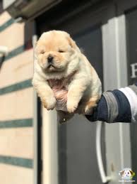 Satilik Chow Chow Yavrularimiz Gelmistir Satilik Chow Chow Yavrularimiz Gelmistir Kopek Kopekseverler Kopeksahiplendir Chow Chow Kopek Evcil Hayvanlar