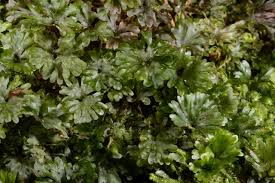 Image result for Hymenophyllum splendidum