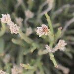 Image result for Arthraerua leubnitziae