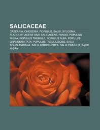 Image result for Casearia gladiiformis