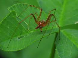 Indeed the linyphiidae family of tiny spiders are popularly known as money spiders and some. Money Spiders How They Travel 100 Miles To Your Home And Why We Think They Make Us Rich Somerset Live
