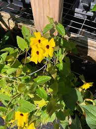Image result for Thunbergia dregeana