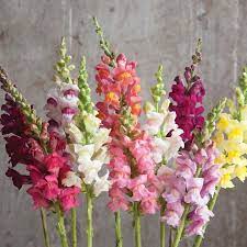 Pin On Garden Ideas