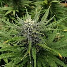 We did not find results for: Blue Dream Garden Of Green Strain Info Growdiaries