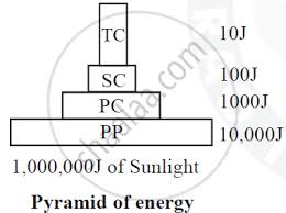 It is a graphical representation of biomass (total amount of living or organic matter in an ecosystem) present in unit area in different trophic levels. Explain Energy Pyramid Biology Shaalaa Com
