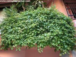 Image result for Cissus integrifolia