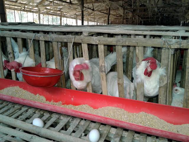 Image result for poultry farm"