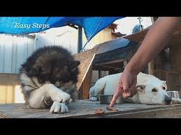 Forum diskusi seputar dunia anjing. Alaskan Malamute Gets Over Excited When Going To The Lake Hd Youtube Pelatihan Anjing Anjing Malamut Alaska