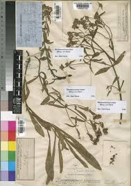 Image result for Haumaniastrum dissitifolium