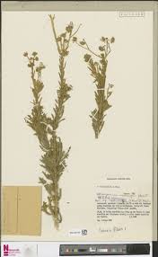 Image result for Suaeda merxmuelleri