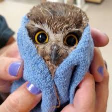 No Shit Sherlock Baby Owls Cute Baby Owl Owl