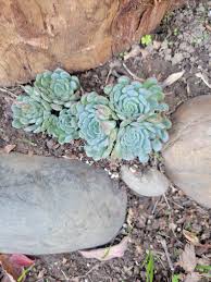 Image result for Humularia minima