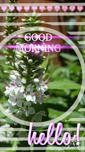 Buongiorno Good Morning Good Morning Quotes Good Morning Morning Wish