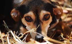 Cerchiamo di capire insieme quando è il momento opportuno per l'accoppiamento canino. Signora Si Fa Scopare Dal Cane 18 Sagge Ragioni Per Innamorarti Di Una Ragazza Che Ha Un Cane Oltreuomo Comportarti In Maniera Tranquilla Fa Capire Al Cane Che E Quella