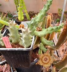 Image result for Tridentea marientalensis