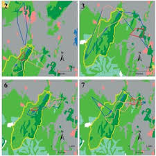 Image result for Hilsenbergia petiolaris