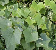 Image result for Sicyos