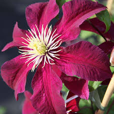Bred in poland and introduced to this country in 1975, clematis 'niobe' is a popular clematis. Clematis Niobe Dobies