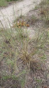 Image result for Eragrostis pallens