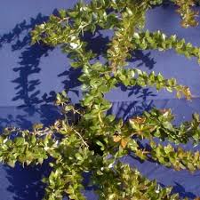 Image result for Berberis verruculosa