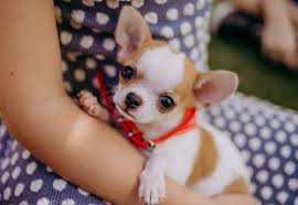 Chihuahuas do best in families with quiet, older children who understand how to interact with them. Teacup Chihuahua Puppies Lifespan Price Pictures Breeders All Things Dogs All Things Dogs