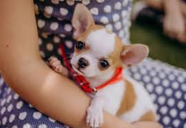 You can expect a mixed breed dog to live about as long as its parent breeds. Teacup Chihuahua Puppies Lifespan Price Pictures Breeders All Things Dogs All Things Dogs