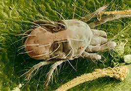 Last year's damp autumn was good for daddy longlegs larvae or crane flies, which live just below the ground's surface. Spiders Good Spider Mites Bad New Hampshire Garden Solutions