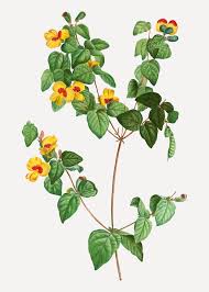 Image result for Turneraceae