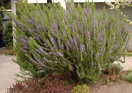 Image result for Rosmarinus officinalis