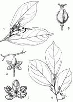 Image result for Celtis mildbraedii