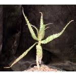 Image result for Aloe mossurilensis