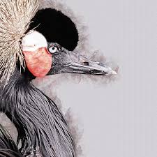 Vliesbehang is zowel gemakkelijk aan te brengen als te verwijderen, waarbij je geen behangtafel of afstomer nodig heeft. Portret Van Een Kraanvogel Kunstwerk Van Art By Jeronimo Op Canvas Behang En Meer