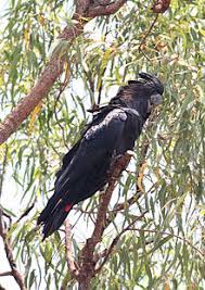 It is more common in the drier parts of the continent. Red Tailed Black Cockatoo Wikipedia