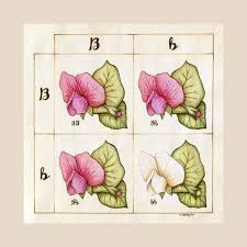 Garden Pea Flower Punnett Square Art Print Gregor Mendel Etsy In 2020 Square Art Pea Flower Scientific Illustration
