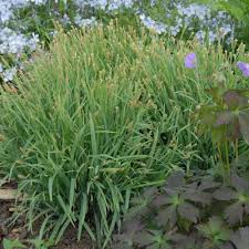 Image result for Carex johnstonii