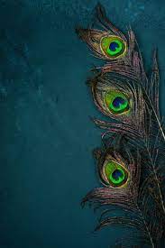 Find stunning peacock feather images and pictures for your project hd to 4k quality ready for commercial use download for.hundreds of high quality peacock feather images to choose from. Bright Multicolored Peacock Feathers On Dark Krishna Wallpaper Lord Krishna Hd Wallpaper Radhe Krishna Wallpapers