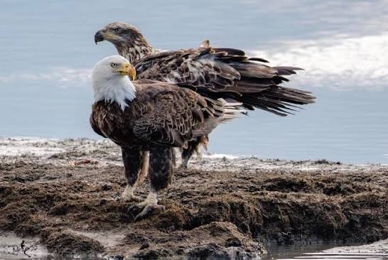 Adult and Juvenile Bald Eagles