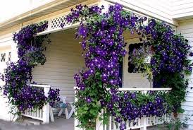 La villa è circondata da un giardino curato con prati e siepi fiorite. Siepe Rampicante Sempreverde Siepi Caratteristiche Delle Siepi Sempreverdi Giardino Sempreverde Idee Giardino Fiorito Splendidi Giardini