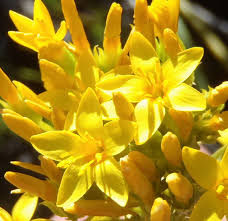 Image result for Sebaea