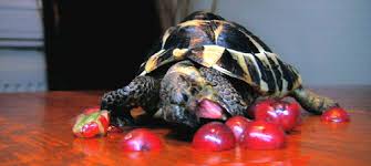 She is about 10 inches long hardly any op, what's the source for this gif? Turtles Eating Fruit Album On Imgur