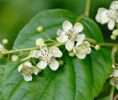 Image result for foto minikiwi