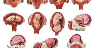 مراحل نمو الجنين بالصور شهريا أنا مامي